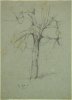 1901 - Albero